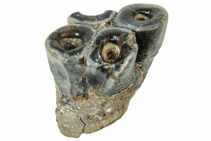 Fossil Desmostylus (Hippo-Like Animal) Molar - California #241173